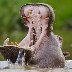 AFRIQUE DU SUD Safaris & Yoga  hippopotame