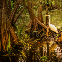 Bosque en Senegal