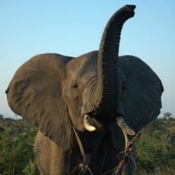 AFRIQUE DU SUD Safaris & Yoga éléphant