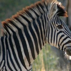 SUD AFRICA Safari e zebre yoga