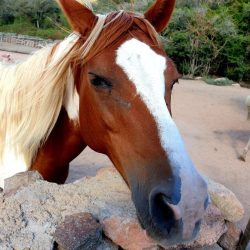 RANCHO PALOMBAGGIA CORSICA