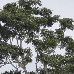 Kaleidoscope en Colombie 20191126_164035