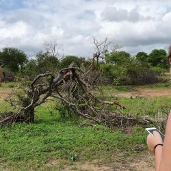AFRIQUE DU SUD ECOLE SAUVAGE : IMMERSION DANS LE BUSH 20191127_084526