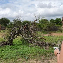 AFRIQUE DU SUD ECOLE SAUVAGE : LE BUSH