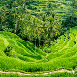 Champ de riz à Bali