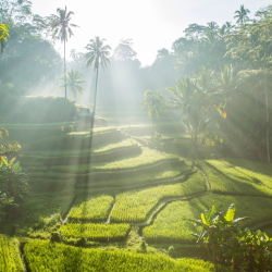 Campo de arroz en Bali