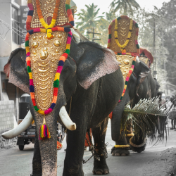 Indian Elephants