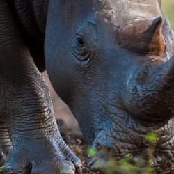 AFRIQUE DU SUD Safaris & Yoga rhinocéros