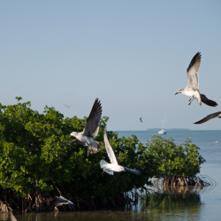 Lagoon in Senegal