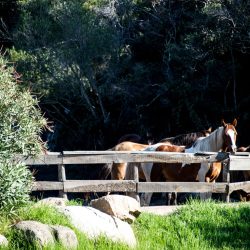 CAMPO RANCH PALOMBAGGIA CORSICA CE1