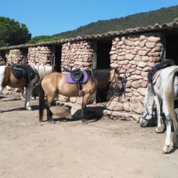 CAMPO RANCH PALOMBAGGIA CORSICA Caballos