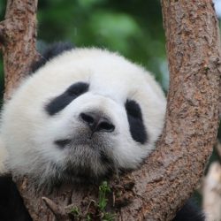 Chine panda