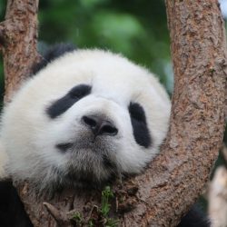 China Panda