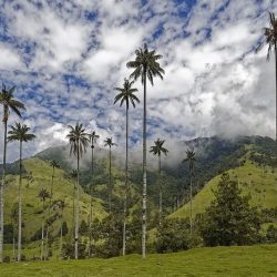 Colombie Parleras