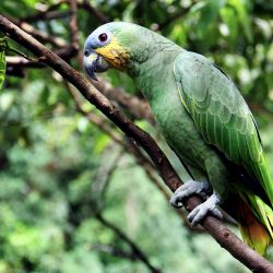 Colombie sauvage parrot-2756491_960_720