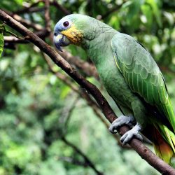 Colombia wild parrot