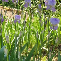 Castelnau-le Lez Field of flowers