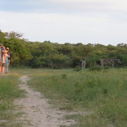 SUD AFRICA Safari e zebre yoga