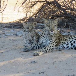 SÜDAFRIKA Safaris & Geparden-Yoga