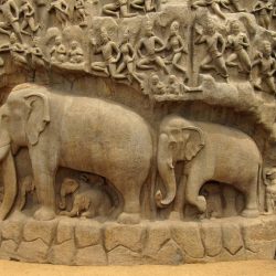 Serenity in South India elephants