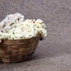 L’Inde du Sud Jasmine