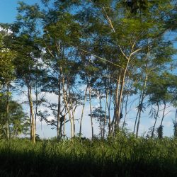 Kolumbien durch das'Amazonasgebiet, die Anden und die Karibik Hafen Narinoamazon