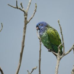 Colombia a través del Amazonas, los Andes y las aves del Caribe