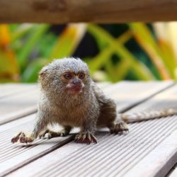 Kolumbien durch den'Amazonas, die Anden und die mono Karibik