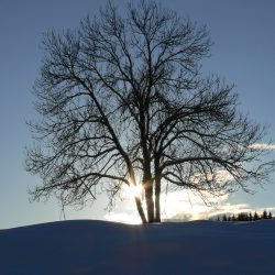 PROGRAMA DE RAQUETAS DE NIEVE DEL JURA