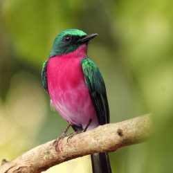 Safaris Yoga au coeur de l'Inde kerala-4087736