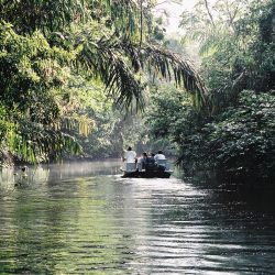 Tortuguero, which translates as "land of turtles", is a village in Costa Rica located on the island of the same name, on the shores of the Caribbean Sea, in the province of Limón. Tortuguero National Park is named after the village.
