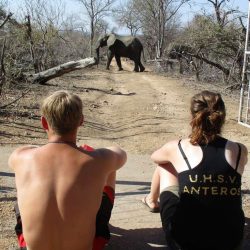 AFRIQUE DU SUD ECOLE SAUVAGE :  LE BUSH