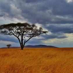 3670 - Safari alla scoperta della Tanzania - 1