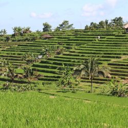 Ecotourism in Bali