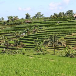 Ecoturismo en Bali