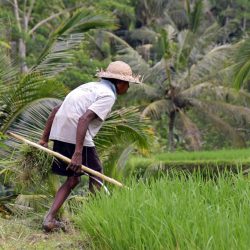 Authentic Bali