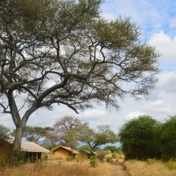 TANZANIA KILIDOVE