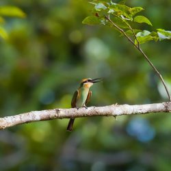 Adventure and immersion in Sulawesi