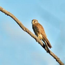 Von der Wüste in die Steppe, Begegnung mit den Nomaden