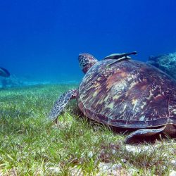 3603 - Ecovolontariat et plongées solidaires sur l’Ile de Malapascua - 1