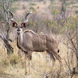 AFRIQUE DU SUD ECOLE SAUVAGE : IMMERSION DANS LE BUSH buck-5710195_1920
