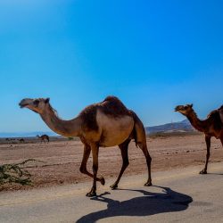 Road Trip Oman