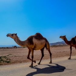 Viaje por carretera a Omán