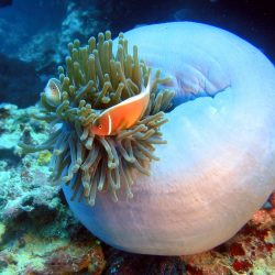3603 - Ecovolontariat et plongées solidaires sur l’Ile de Malapascua - 1