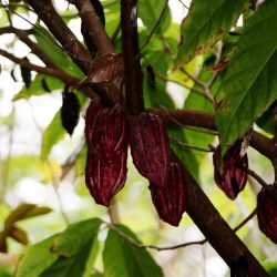 3666 - Réunion : Randonnées des cirques, forêts et pitons - 1