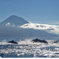 ACORES ballenas y delfines salvajes