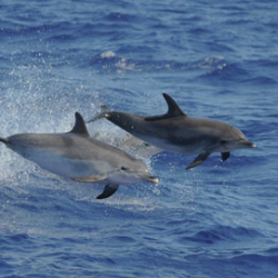 3519 - ACORES : “Mouvement Conscience  Souffle  Énergie” À la rencontre des baleines et dauphins sauvages - 1
