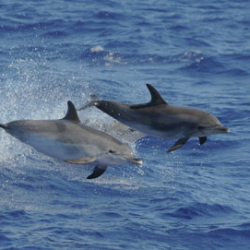 ACORES balene e delfini selvatici