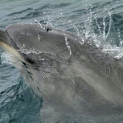 3651 - Nager avec les dauphins - 1