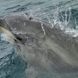 Swimming with dolphins